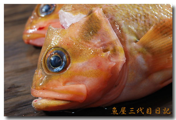 柳の舞 柳舞 ヤナギノマイ 格好良い名前の魚ですよね 魚屋三代目日記