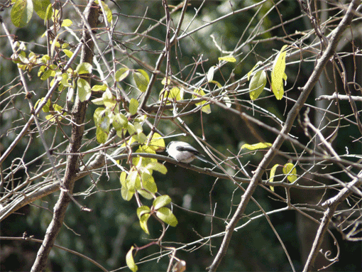 a0056140_14364979.gif