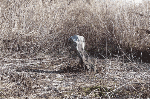 a0056140_15142047.gif