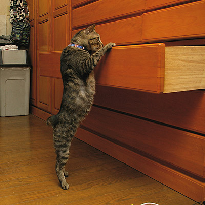 うちの猫らはタンス好き!(他の猫の場合)_a0028451_1910425.jpg