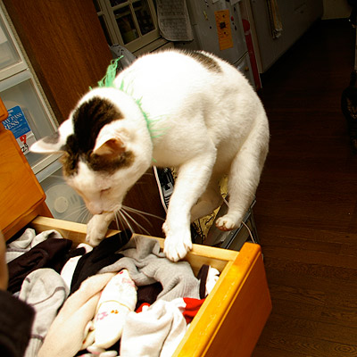 うちの猫らはタンス好き!(他の猫の場合)_a0028451_19131365.jpg