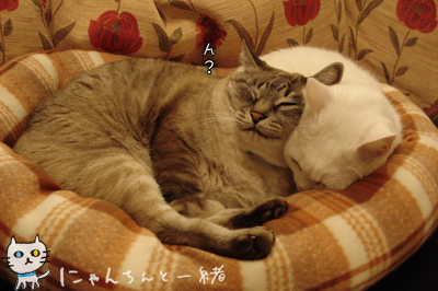 動かなくなる元を、増やしてしまった様です(汗)。_e0031853_15431070.jpg