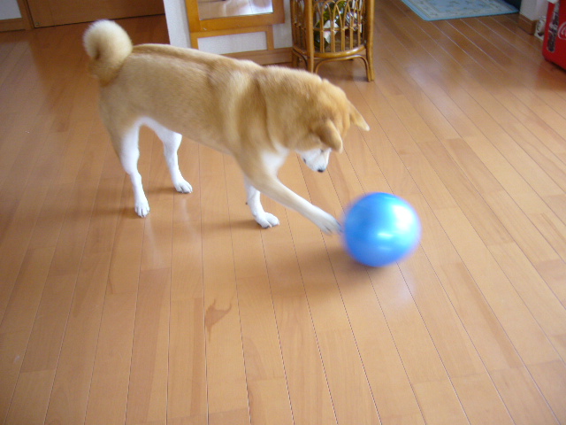 1月28日(月)小さいボールと大きいボール!_f0060461_1652272.jpg