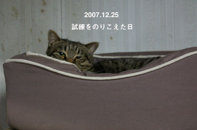 ベッド争奪戦うずらの巻_a0064067_235922.jpg