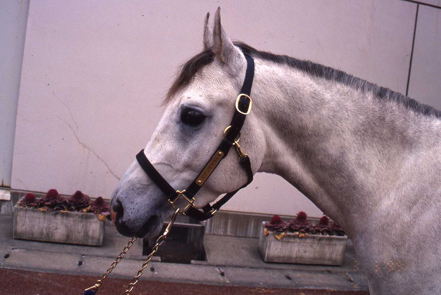 グレースコーサーの軌跡8　ＪＲＡ馬事公苑_c0077280_173714.jpg