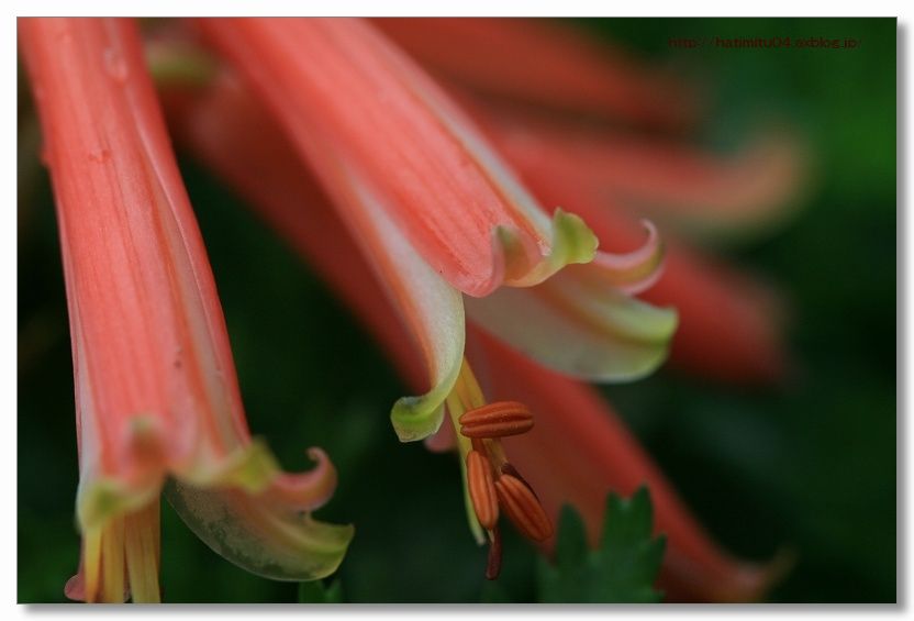 アロエの花の味は？_a0057905_2105771.jpg