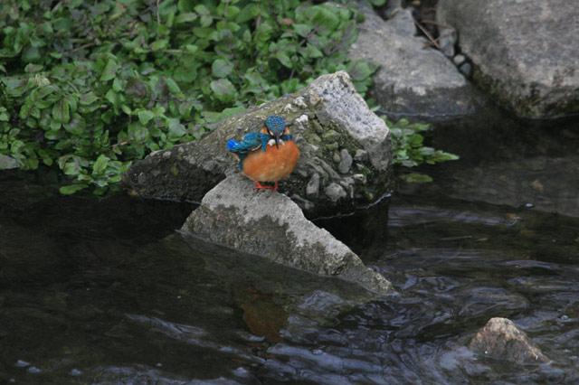 川べりの鳥たち_c0031909_16151112.jpg