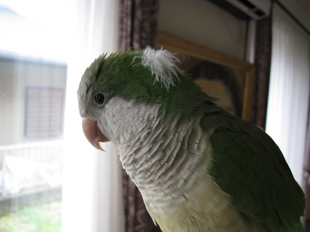 d0081210_1337216.jpg