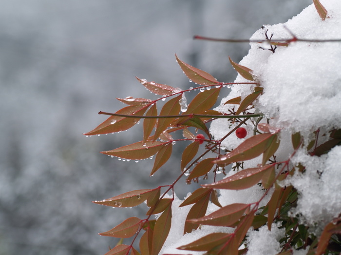 雪の南天など。。_c0116915_21303212.jpg