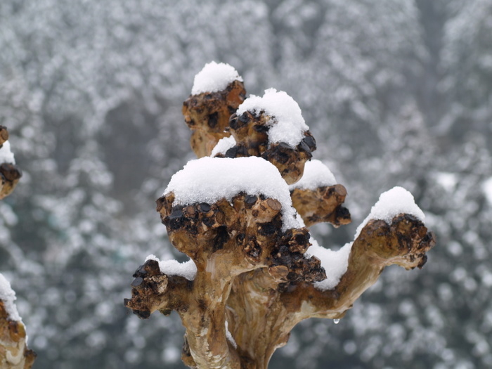 雪の南天など。。_c0116915_2136138.jpg