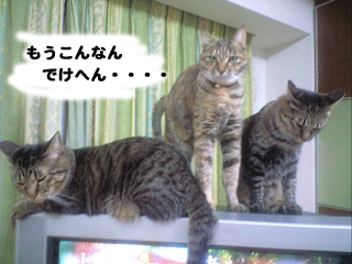 f0116546_23391387.gif