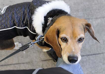 秋田犬と薩摩ビーグル_a0070350_19255978.jpg
