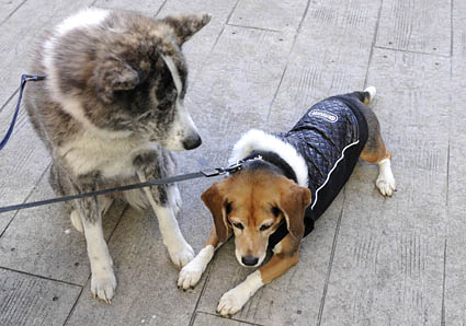 秋田犬と薩摩ビーグル_a0070350_19283177.jpg