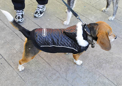 秋田犬と薩摩ビーグル_a0070350_1929482.jpg