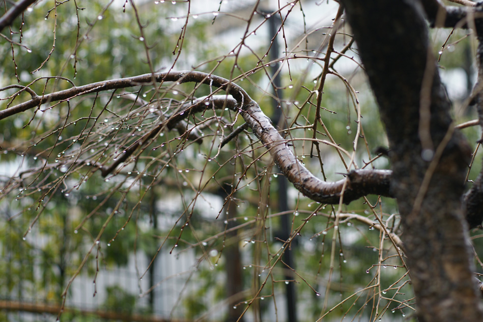 静かな雨_f0063686_22252549.jpg