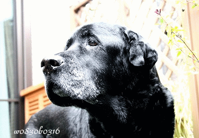 c0149893_23102424.gif