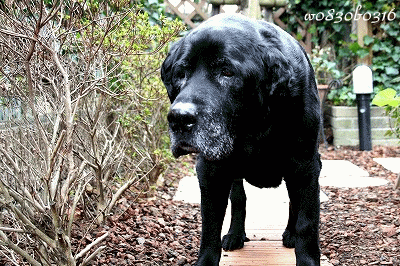 c0149893_2311081.gif