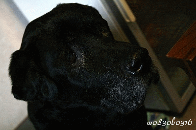 c0149893_23193550.gif