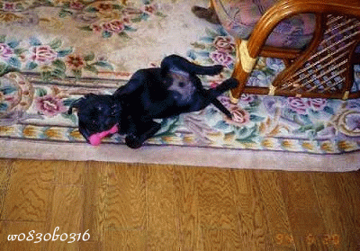 c0149893_23454053.gif