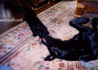 c0149893_23473145.gif