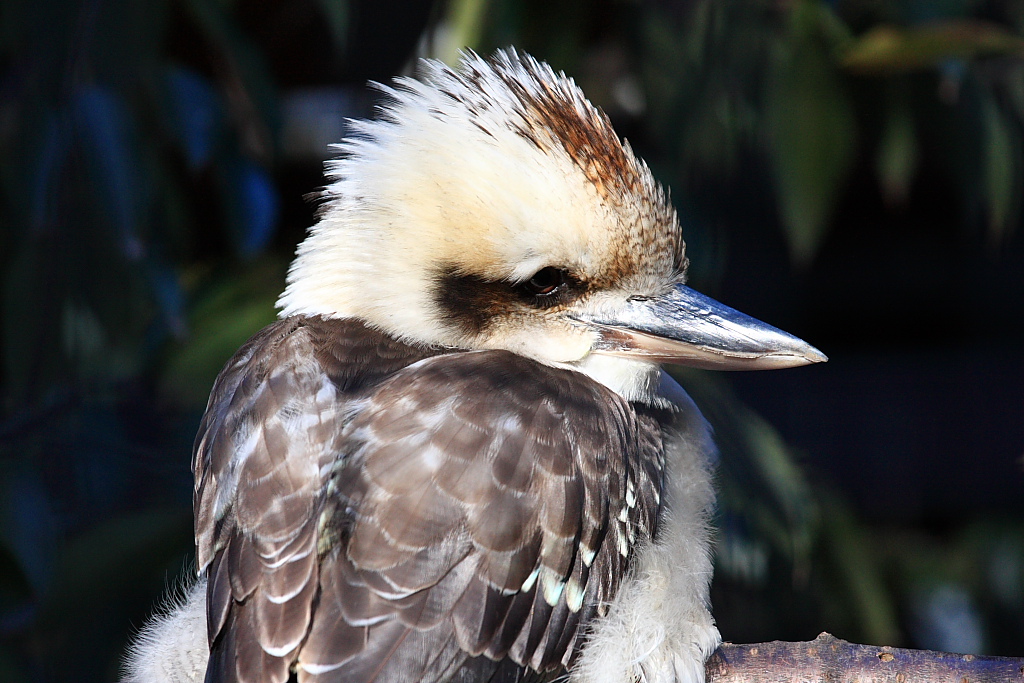 動物園で鳥撮り_b0116600_1364624.jpg