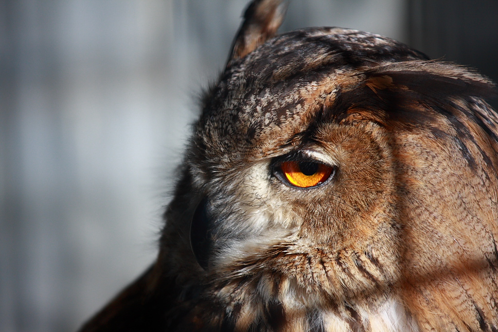 動物園で鳥撮り_b0116600_1371872.jpg