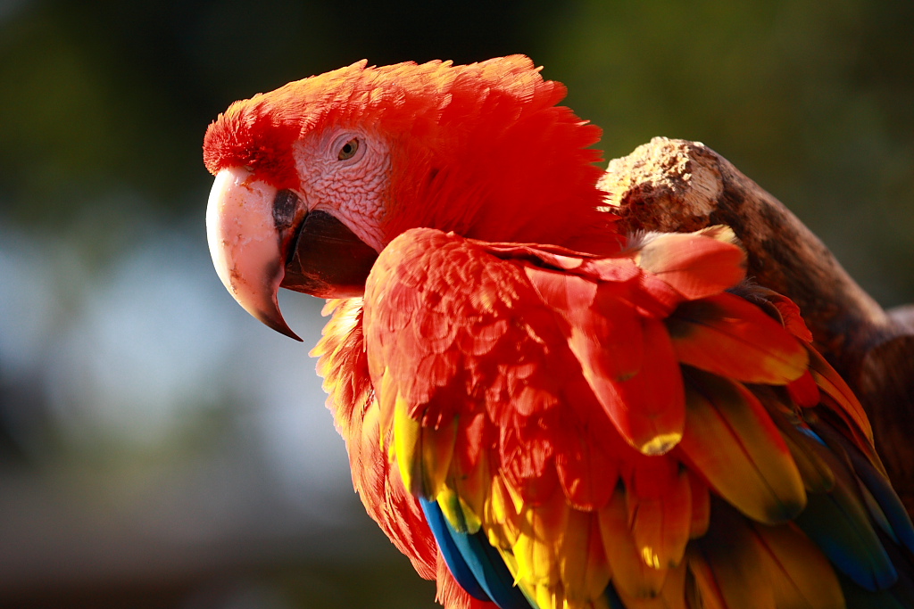 動物園で鳥撮り_b0116600_1374233.jpg