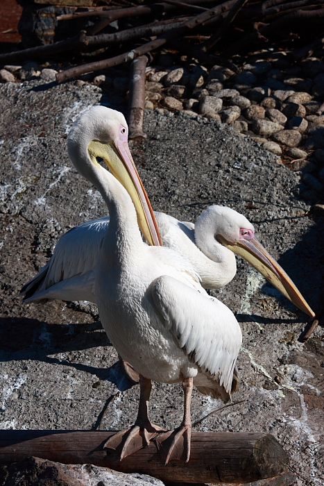 動物園で鳥撮り_b0116600_1384583.jpg