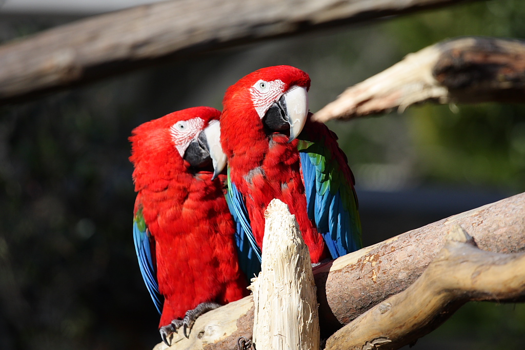 動物園で鳥撮り_b0116600_138655.jpg