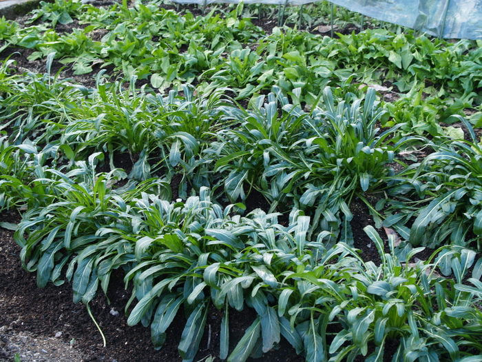 水菜_c0116915_23175313.jpg