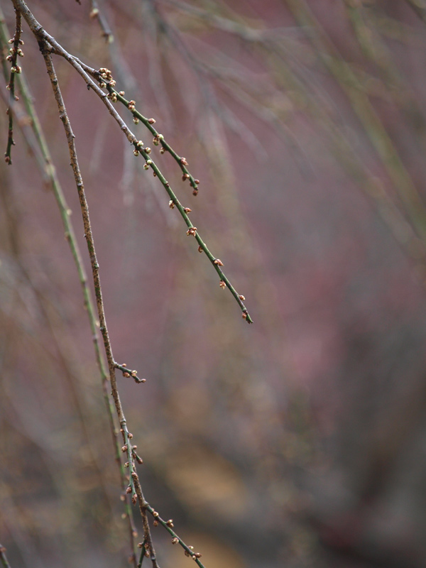 梅園開花確認　１月２７日_c0021726_2030371.jpg