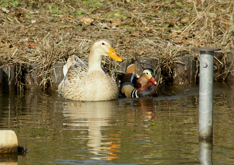 水元公園のオシドリ_d0137627_19154891.jpg