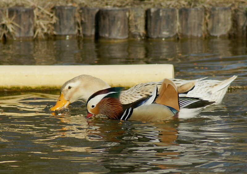 水元公園のオシドリ_d0137627_19161874.jpg