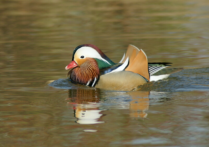 水元公園のオシドリ_d0137627_19164077.jpg