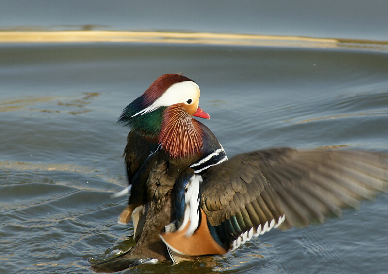 水元公園のオシドリ_d0137627_19172780.jpg