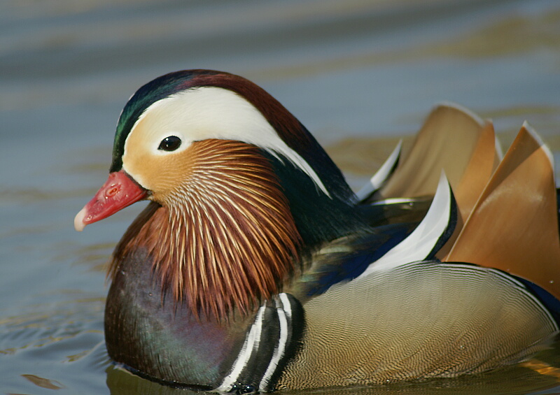 水元公園のオシドリ_d0137627_19175015.jpg