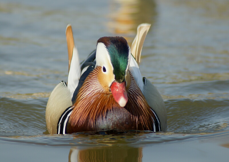 水元公園のオシドリ_d0137627_1917567.jpg