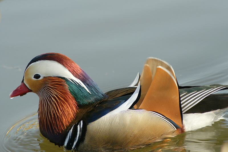 水元公園のオシドリ_d0137627_19183381.jpg