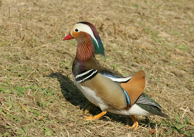 水元公園のオシドリ_d0137627_19185928.jpg