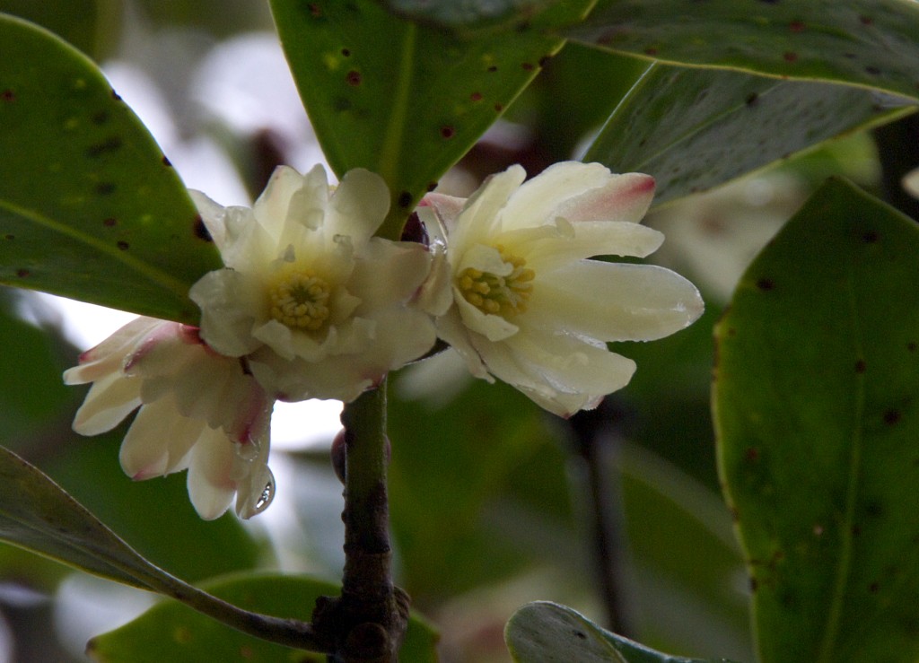 シキミの花_d0053930_21211799.jpg