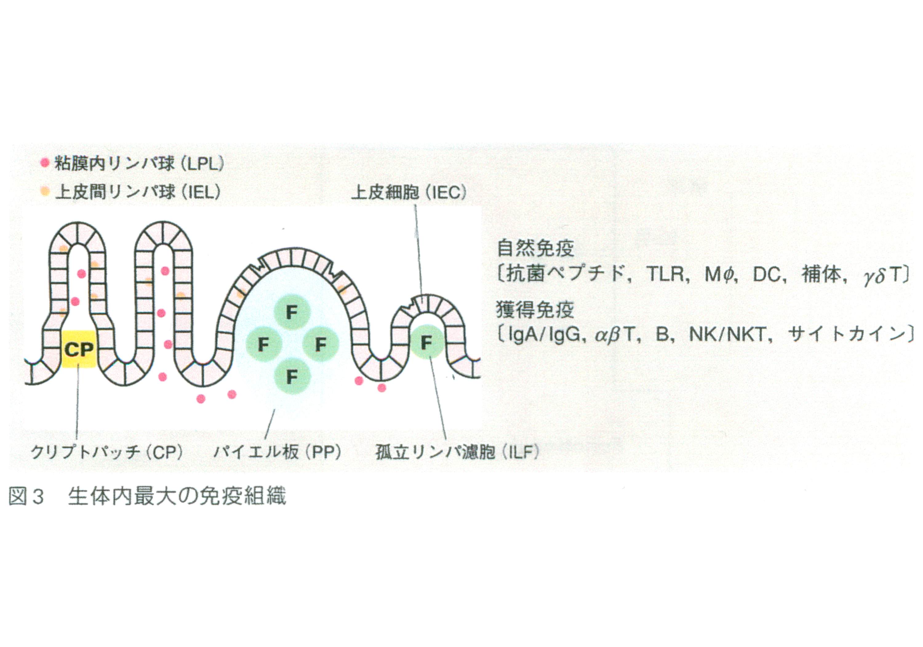 腸・第２の脳　その１（１/２）_c0129546_815068.jpg