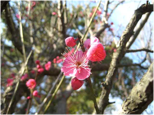 【長久保公園の初春】_b0009849_14163713.jpg