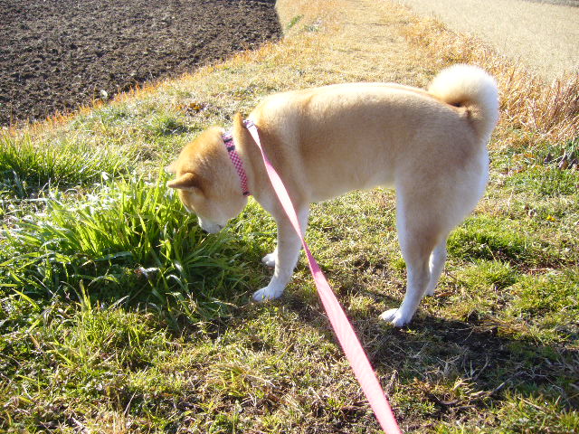 １月３０日（水）茶トラ猫ちゃんと田舎道！_f0060461_20405592.jpg