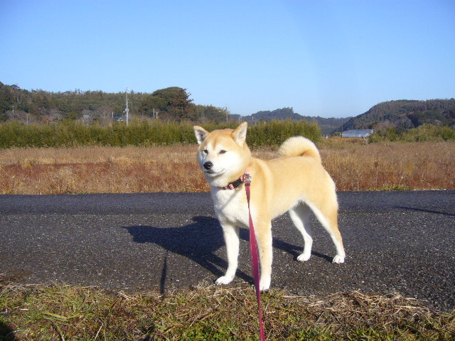 1月30日(水)茶トラ猫ちゃんと田舎道!_f0060461_20425765.jpg