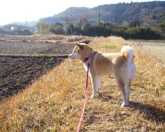 １月３０日（水）茶トラ猫ちゃんと田舎道！_f0060461_2044184.jpg