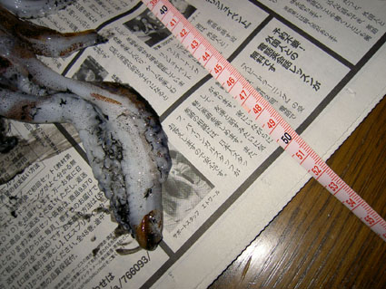 イカ釣り行ってましたょー。やっと一人立ちできました。。(^^)!_f0039487_2110745.jpg