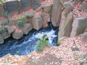 第3回　野火止用水、ライシャワー館、薬用植物園、_e0117318_1854653.jpg