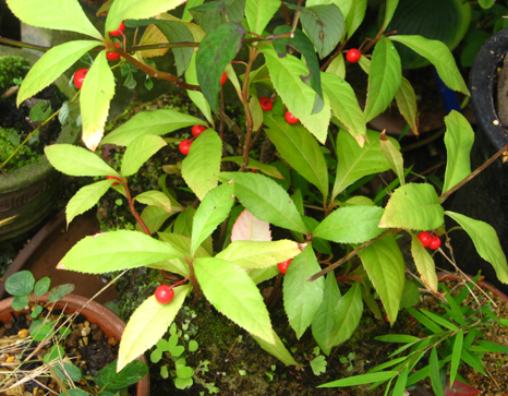 c0038424_032885.jpg
