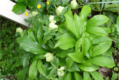 d0140329_2010164.gif