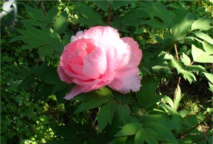 d0140329_20102443.gif